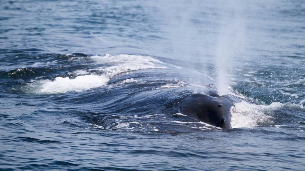 Göklerden gelen teşhis: İnsansız hava araçları Arktik balinalarının nefesinde ölümcül virüsü yakaladı!