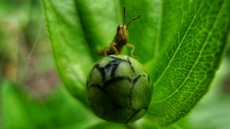 Sessiz istila: İklim değişikliğiyle şahlanan zararlılar ve “ödünç alınmış zamanın” sonu