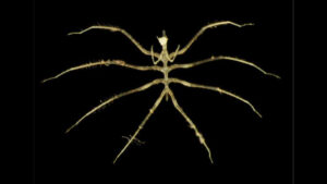 Derin denizde şok keşif: Madencilik testi sırasında 4.000 metrede yüzlerce yeni tür bulundu