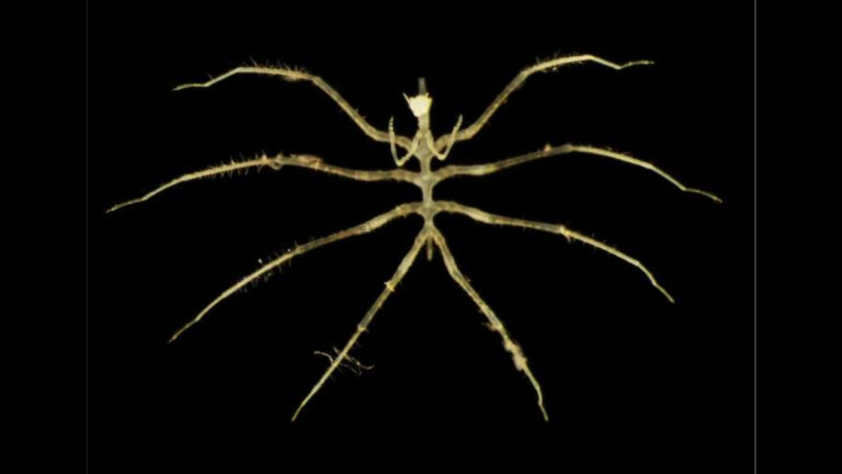 Derin denizde şok keşif: Madencilik testi sırasında 4.000 metrede yüzlerce yeni tür bulundu