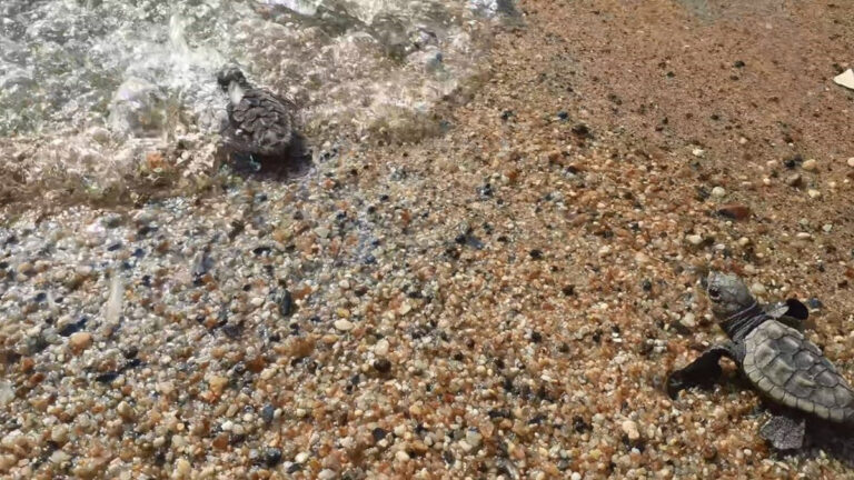 Kuşadası Körfezi’nde acı kayıp: Bir haftada 3 koruma altındaki deniz kaplumbağası ölü bulundu