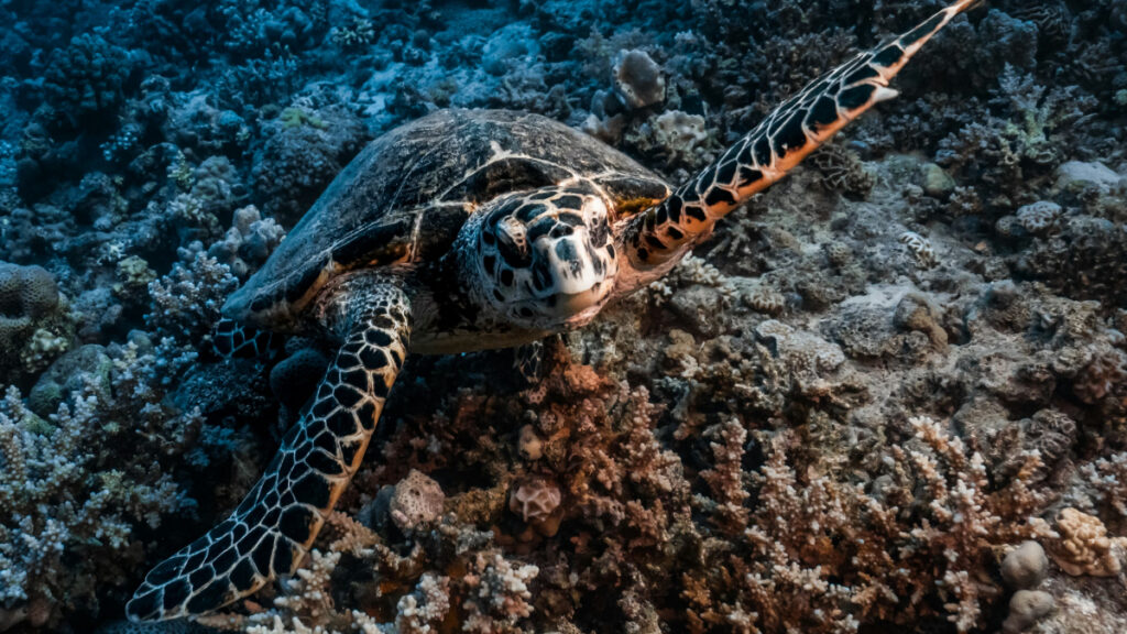 Manşetlerin ötesindeki umut: 2025’te iklim ve doğa için elde edilen 7 sessiz kazanım