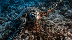 Manşetlerin ötesindeki umut: 2025’te iklim ve doğa için elde edilen 7 sessiz kazanım