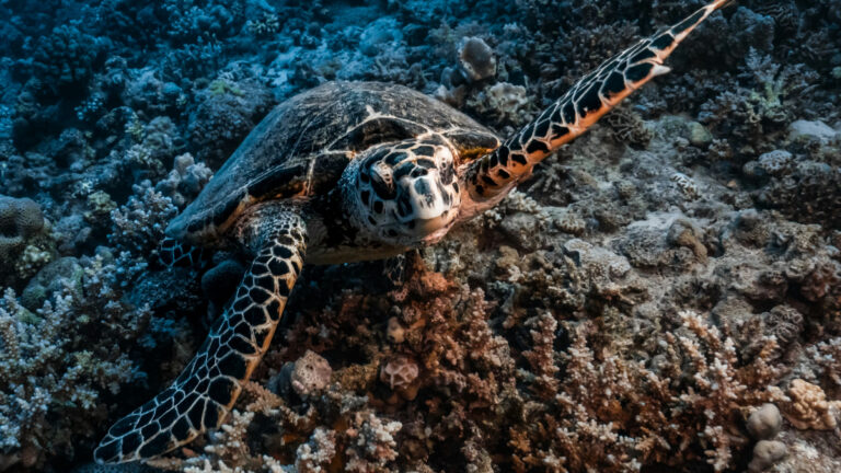 Manşetlerin ötesindeki umut: 2025’te iklim ve doğa için elde edilen 7 sessiz kazanım