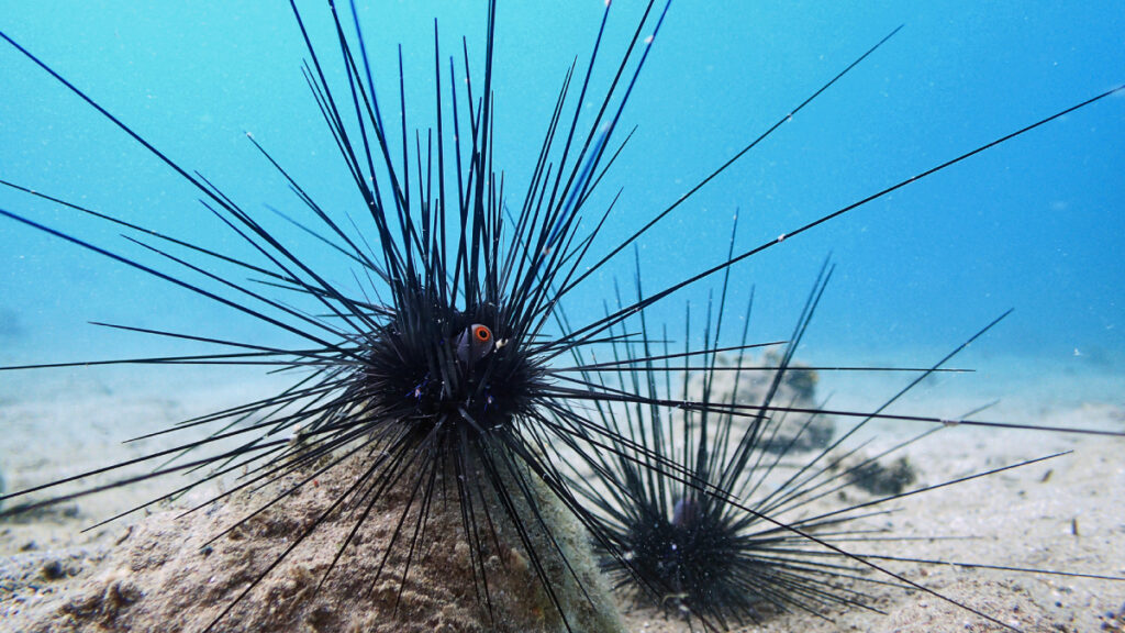 Ekosistem mühendisleri yok oluyor: Gizemli salgın deniz kestanesi türlerini toptan ölüme sürüklüyor