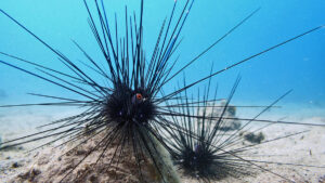 Ekosistem mühendisleri yok oluyor: Gizemli salgın deniz kestanesi türlerini toptan ölüme sürüklüyor