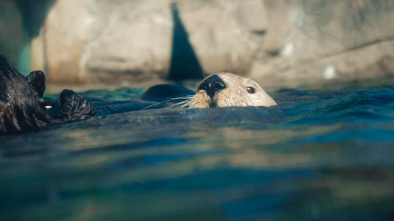 Arktik’te yükselen sıcaklıklar fok neslinin tükenme riskini artırdı
