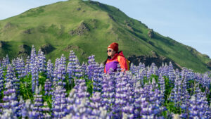 İzlanda’nın mor istilası: Nootka acı baklası ülkeyi kaplarken ekolojik tartışma büyüyor