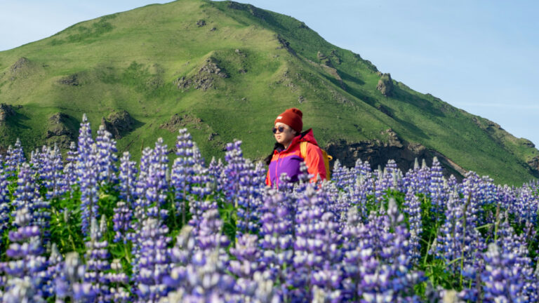 İzlanda’nın mor istilası: Nootka acı baklası ülkeyi kaplarken ekolojik tartışma büyüyor