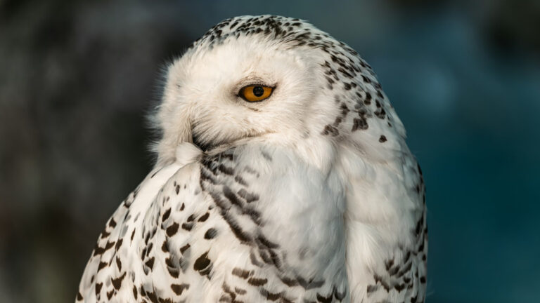 İsveç, ünlü kar baykuşunu on yıllık ‘sessizliğin’ ardından bölgesel olarak nesli tükenmiş ilan etti