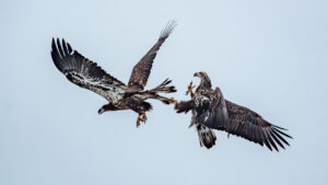 Yaban hayatında bir hafta: Kışa hazırlanan sincap, kartalların savaşı