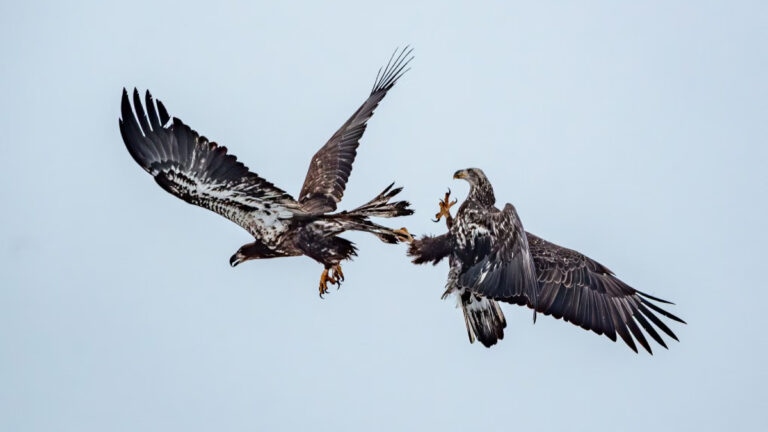 Yaban hayatında bir hafta: Kışa hazırlanan sincap, kartalların savaşı