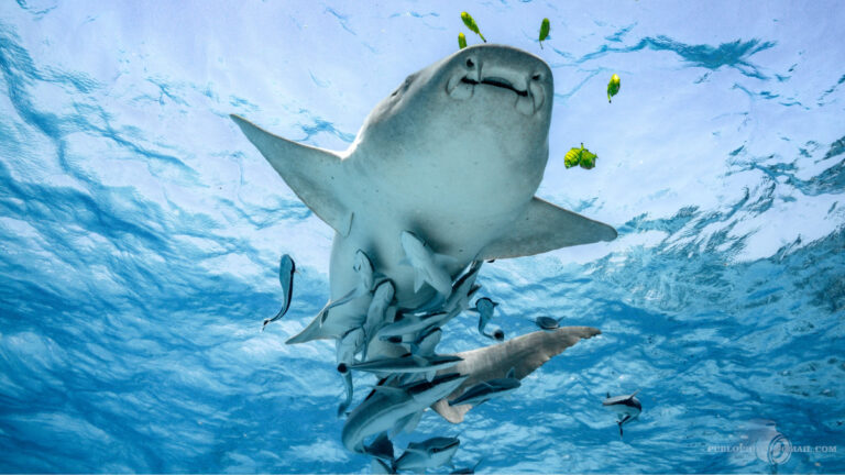 Büyük beyaz köpekbalıkları Akdeniz’de yok olma riskiyle karşı karşıya