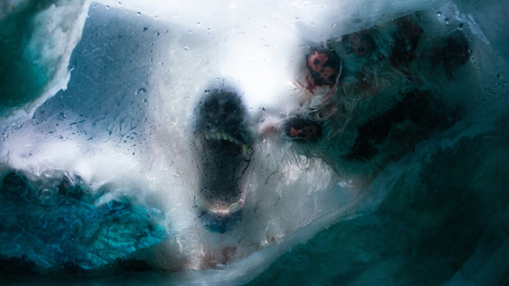 Krizde hızlanan evrim: Kutup ayıları, DNA’larındaki ‘sıçrayan genler’ sayesinde ısınmaya uyum sağlamaya çalışıyor