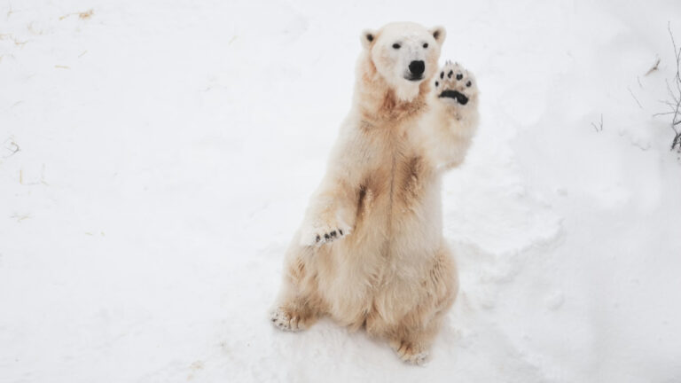 Arktik’in sembolü tehlikede: Bilim iklim değişikliğinin kutup ayıları için “kaçınılmaz” sonunu işaret ediyor