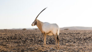 ‘Nesli tükenmiş’ Oriks, Sahra çölleşmesine karşı umut oldu