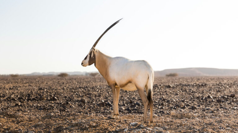 ‘Nesli tükenmiş’ Oriks, Sahra çölleşmesine karşı umut oldu