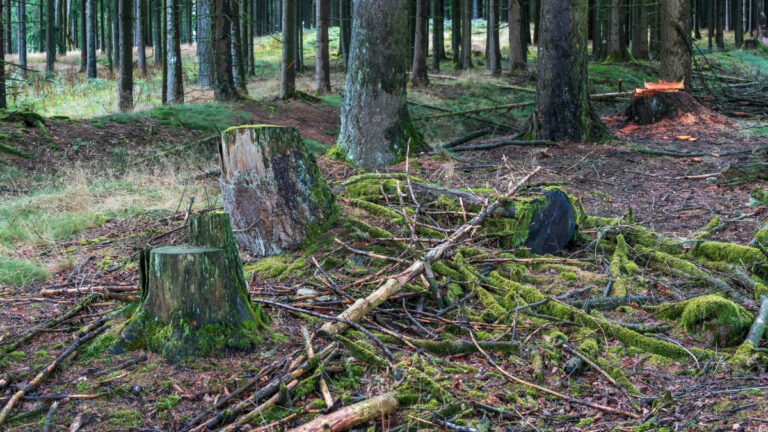 Yeşil Mutabakat’ta zorunlu rötar: AB ormansızlaşma yasası neden ertelendi?