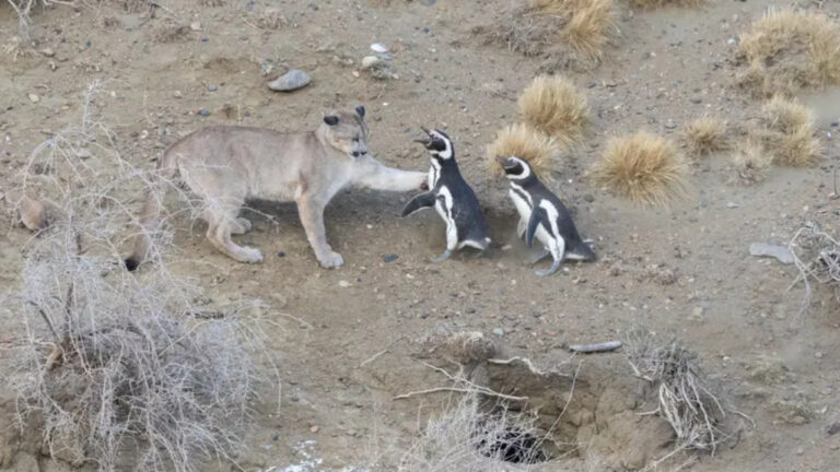 Patagonya’da ezber bozan av: Pumalar artık penguen peşinde!