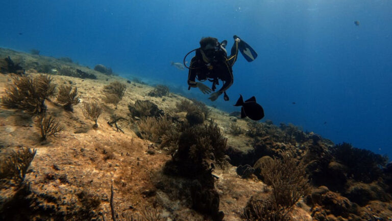 Karayip resiflerinde alarm zilleri: İklim bozulumu 40 yılda sert mercanların neredeyse yarısını yok etti