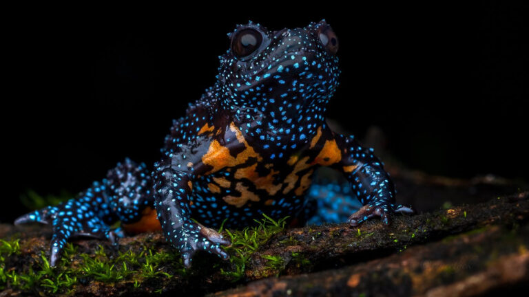 ‘Galaksi’ kurbağalarının sönüşü: Fotoğrafçı istilası büyülü türü yok etti mi?