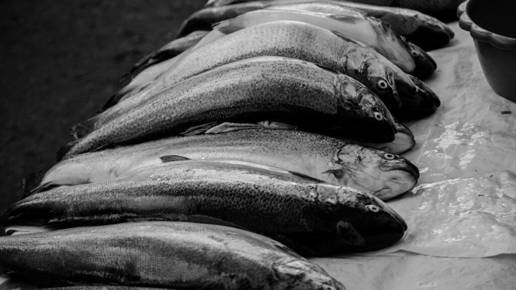 İngiltere’de üç nehirde genç Atlantik somonları yeniden görüldü