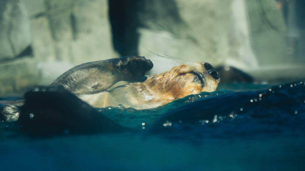 4 saniyelik şekerlemeler ve uçarken uyuklama: Olağandışı uyku bu hayvanları tehlikeden koruyor