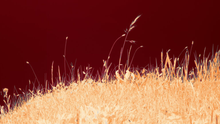 Tabağımızdaki gizli açlık: Karbondioksit artışı gıdaları “boş kalori”ye dönüştürüyor!