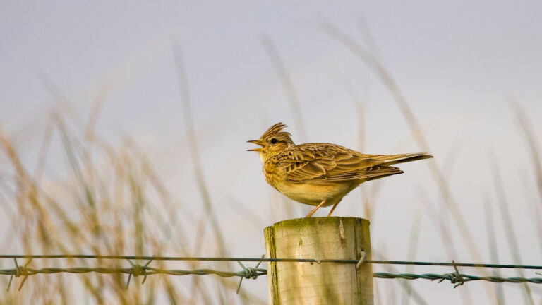 İngiltere’de kuş türleri yok olurken, sokaklara kuş isimleri veriliyor