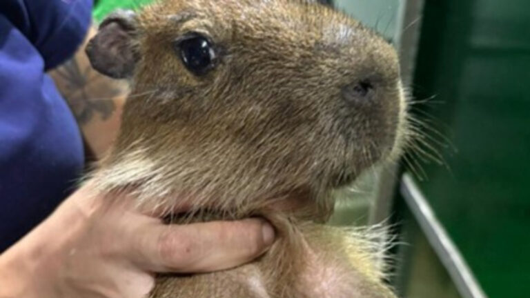 ‘Sofistike’ suçlular yakalandı, yaban hayatı kaçakçılığı operasyonunda 30 bin hayvan ele geçirildi