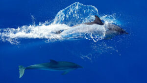 Somon avında beklenmedik ortaklık: Katil balinalar ve yunuslar iş birliği yapıyor