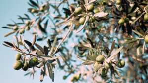 Anadolu’nun zeytin mirası “Zeytin Atlası” ile koruma altına alınıyor