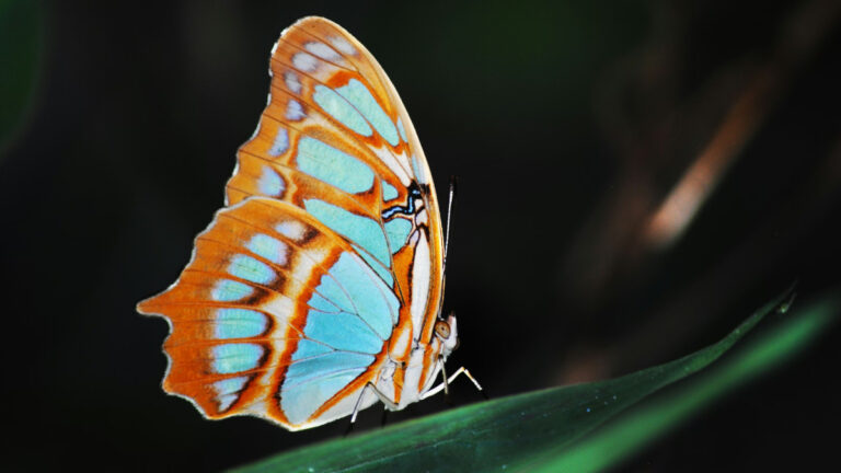 Monark kelebeklerinin 3 bin kilometrelik göçü: Azalan nektar kaynaklarıyla hayatta kalabilirler mi?