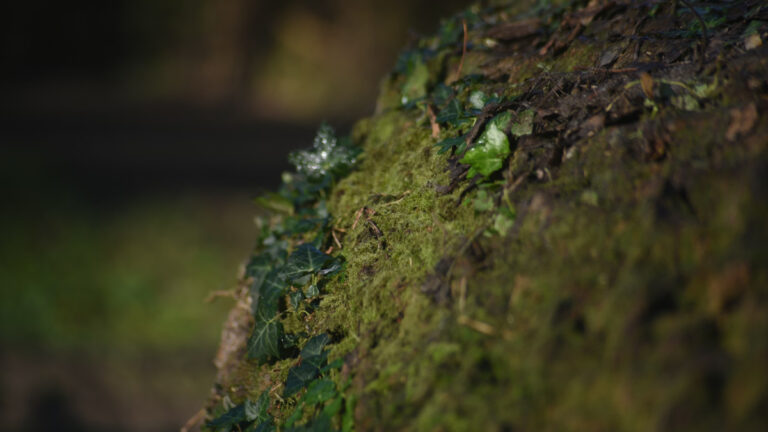 Kırsal alanlarda, şehir merkezinden daha fazla mikroplastik var