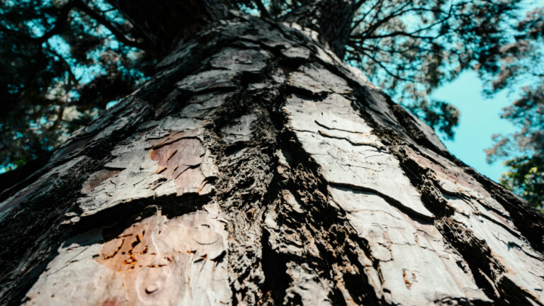Ağaçların gizli gücü: Kabuklarındaki mikroplar iklim gazlarını yok ediyor