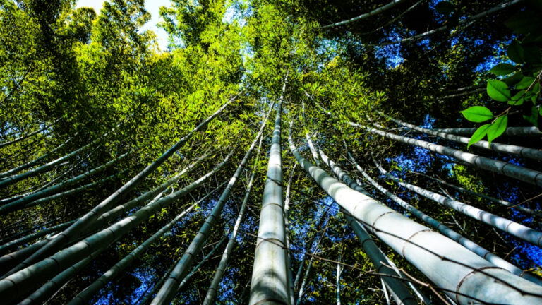 Amazonlar 10 milyon yıl sonra ilk kez ‘hipertropikal’ duruma giriyor