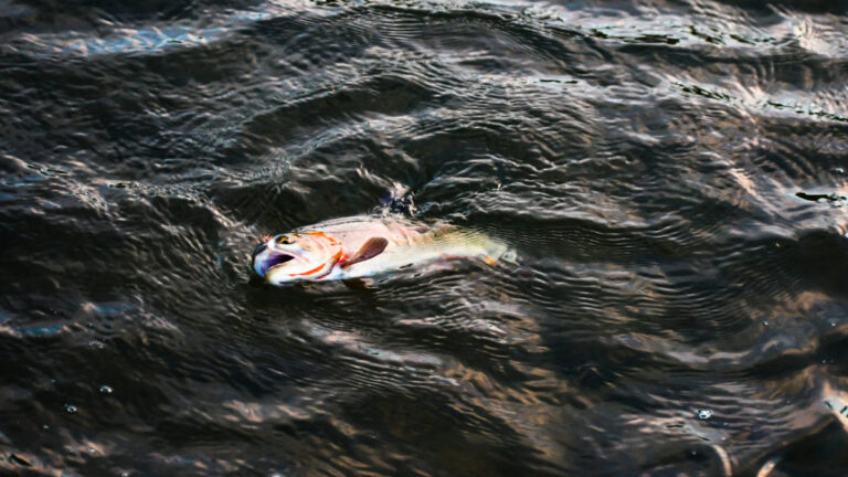 Araştırma: Böcek ilaçları balıkların yaşam süresini kısaltıyor