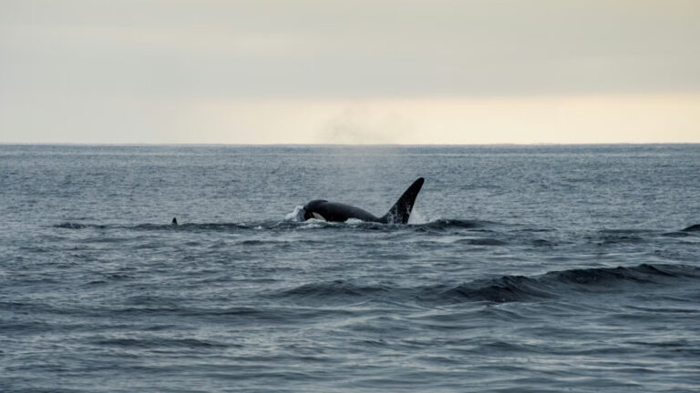 Tarihi Açık Denizler Anlaşması yürürlüğe girdi: Okyanusları kurtarmaya yeter mi?