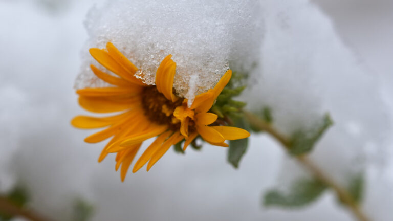 İklim aşırılıklarının “görünür işareti”: Kış ortasında açan kır çiçekleri neden endişe yaratıyor?