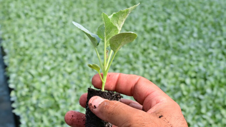 2030’a kadar 3 milyar ağaç dikmeyi hedefleyen AB, ne kadar ilerleme kaydetti?