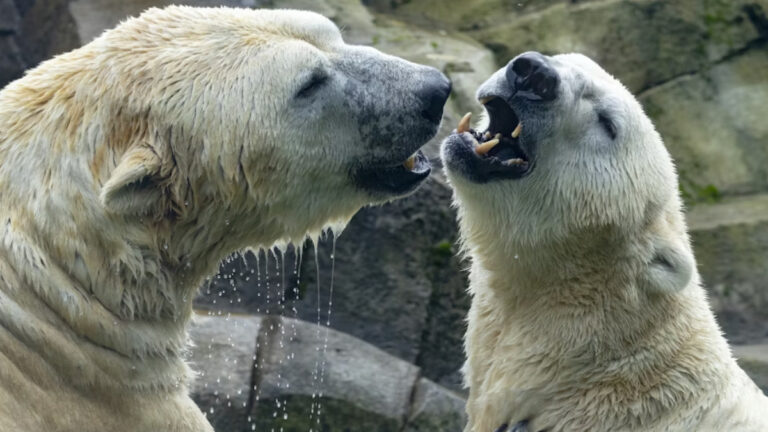 Bilim insanlarını ters köşeye yatıran bulgu: Svalbard’daki kutup ayıları buzlar erirken kilo alıyor