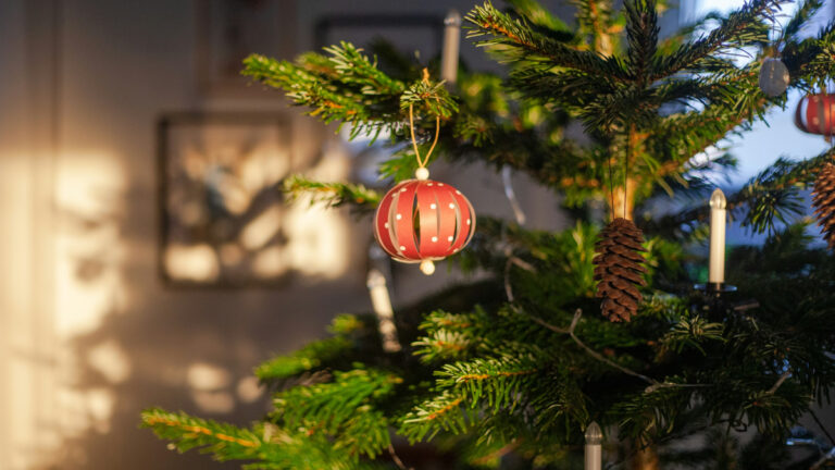 10 milyon gerçek Noel ağacı çöpe gidiyor, peki alternatif ne?