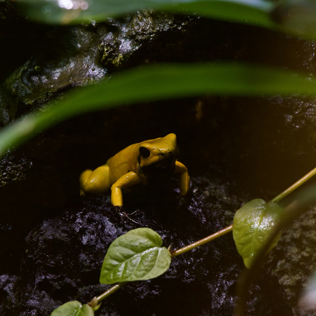 Nadir bir geri dönüş: Panama altın kurbağası yok oluşun eşiğinden dönüyor