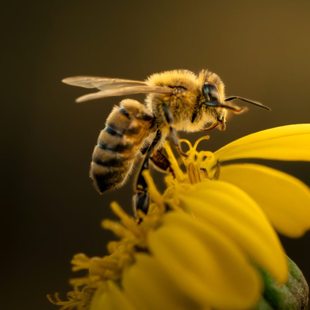 Yeni küresel sayıma göre dünyada 26 bine yakın arı türü var