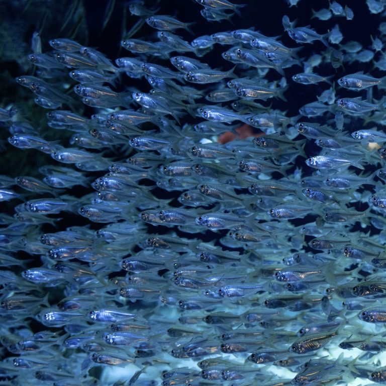 Kronik okyanus ısınması deniz yaşamında ‘şaşırtıcı’ kayıplara yol açıyor: 0,1°C artışa karşılık balık popülasyonlarında %7,2 düşüş