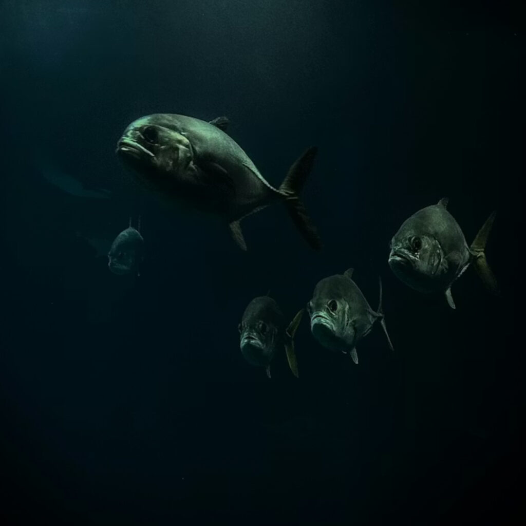 İstilacı yabancı türlerle mücadelede yeni dönem: Ulusal liste ve izleme sistemi kuruluyor