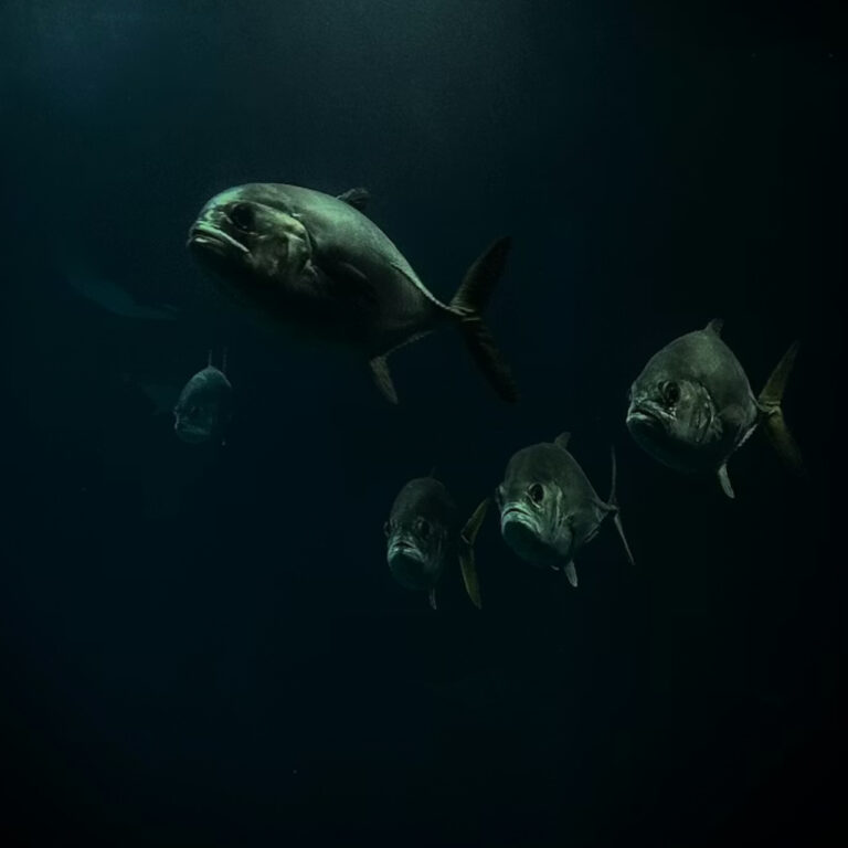 İstilacı yabancı türlerle mücadelede yeni dönem: Ulusal liste ve izleme sistemi kuruluyor