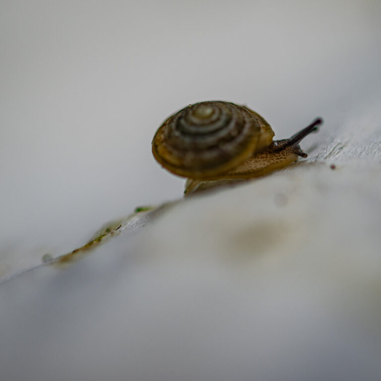 Nesli tükendiği sanılan Bermuda Salyangozu yeniden çoğalmaya başladı