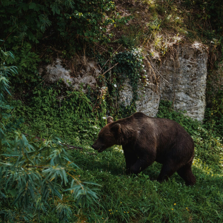 İsveç’in boz ayıları yok olmaktan kurtuldu: Av kotaları yeniden tehdit mi?
