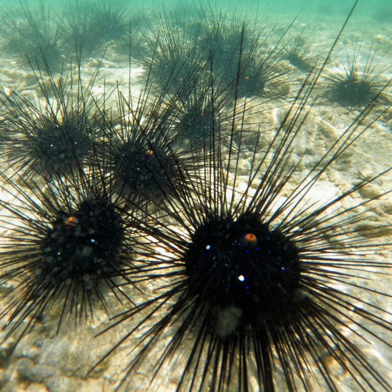 Prof. Dr. Mustafa Sarı’dan Marmara’da denizkestanesi avcılığına tepki: “Karar derhal geri çekilmeli”